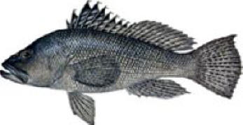 Striped Bass Long Island Porte Mat des poissons de mer Paillasson Qualité 1st Sea Bass